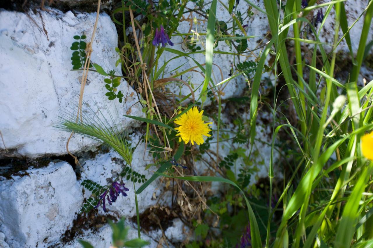 The Olive Cottage - Ithaca Vathy (Ithaca) Exterior foto